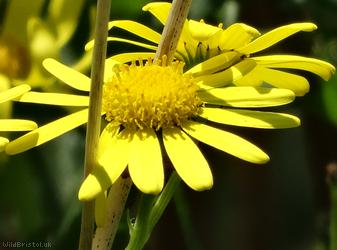Oxford Ragwort
