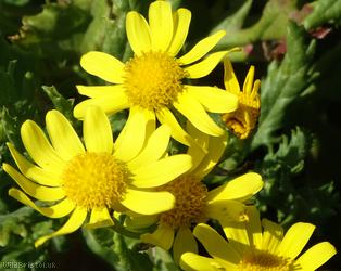 Oxford Ragwort
