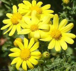 Oxford Ragwort