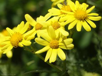 image for Oxford Ragwort