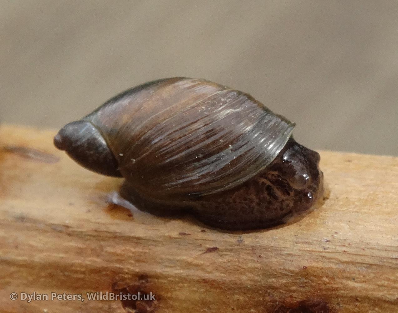Pfeiffer's Amber Snail (Oxyloma elegans)