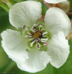 Midland Hawthorn