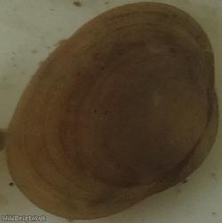 European fingernail clam