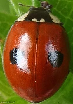 image for 2 Spot Ladybird