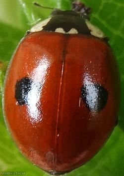 2 Spot Ladybird