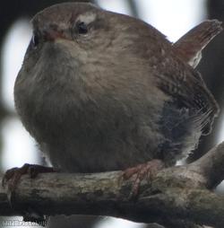 Wren