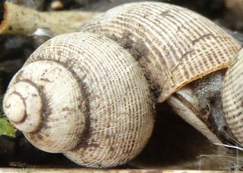 Round-mouthed Snail