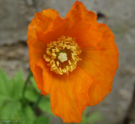 Welsh Poppy