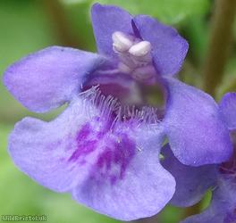 image for Ground Ivy