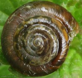 Strawberry Snail