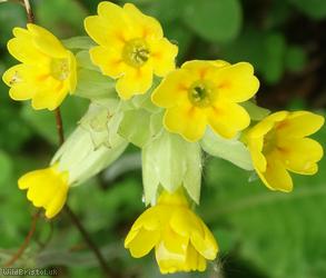 image for Cowslip