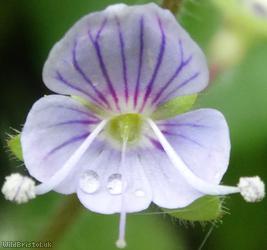 image for Wood Speedwell
