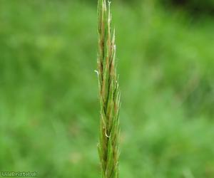 Sweet Vernal-grass