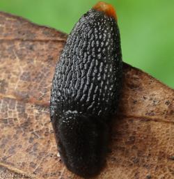 image for Garden Slug