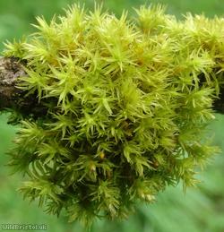 image for Wood Bristle-moss