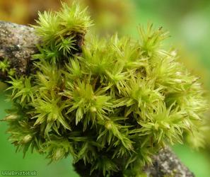 Wood Bristle-moss