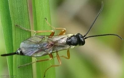 Campopleginae Unidentified 3