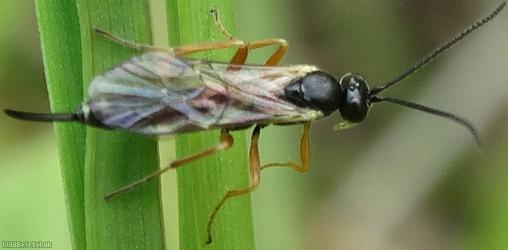 image for Campopleginae Unidentified 3