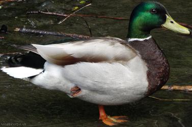 image for Mallard Duck