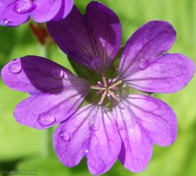 Hedgerow Crane's-bill