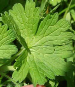Hedgerow Crane's-bill