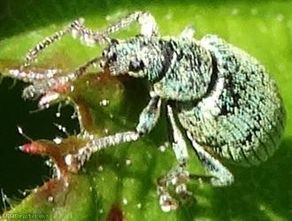 Small Green Nettle Weevil