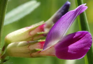 image for Common Vetch