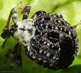 Figwort Weevil