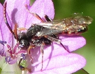 Small Nomad Bee