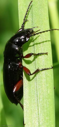 Black Clock Beetle