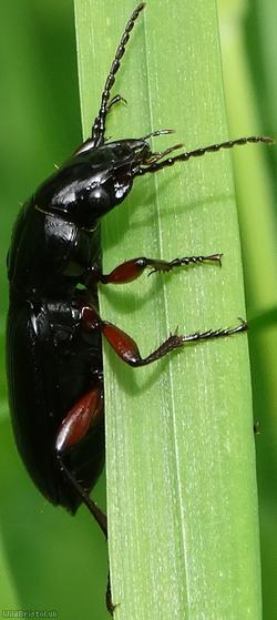 Black Clock Beetle