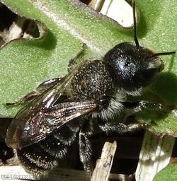 Welted Lesser Mason Bee