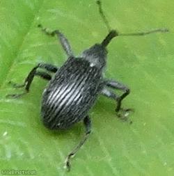Strawberry Blossom Weevil