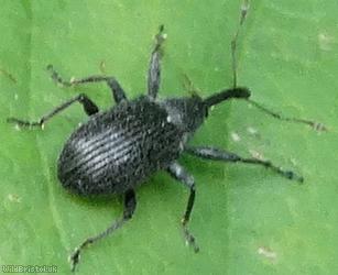Strawberry Blossom Weevil