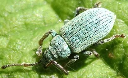 Small Green Nettle Weevil