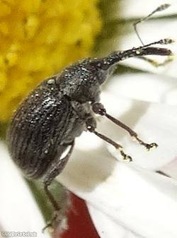 Strawberry Blossom Weevil