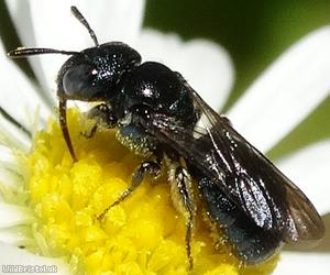 image for Blue Carpenter-bee