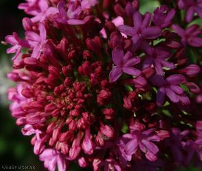 Red Valerian
