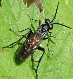 Red-belted Macrophya