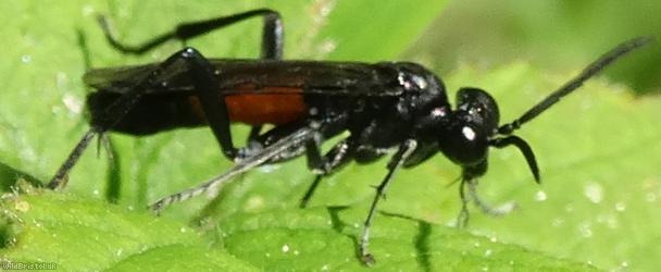 Red-belted Macrophya