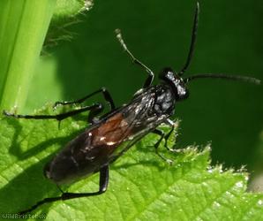 Red-belted Macrophya