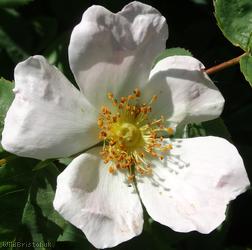 image for Common Dog Rose