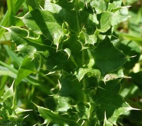 Creeping Thistle
