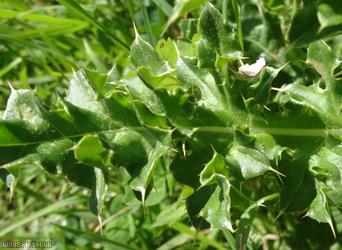 Creeping Thistle