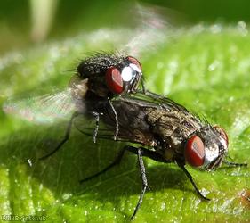 Silver-headed Satellite Fly