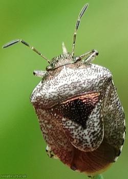 image for Woundwort Shieldbug
