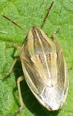 image for Bishop's Mitre Shieldbug