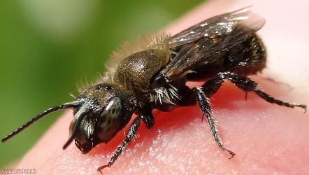 Welted Lesser Mason Bee