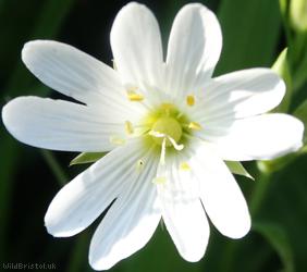 image for Greater Stitchwort