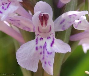 image for Common Spotted-orchid